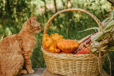 Kızıl saçlı bir kedi, sarı, turuncu balkabağı, kabak, kabak, Hint mısırı 1 hasadının yanındaki ahşap masada oturur.