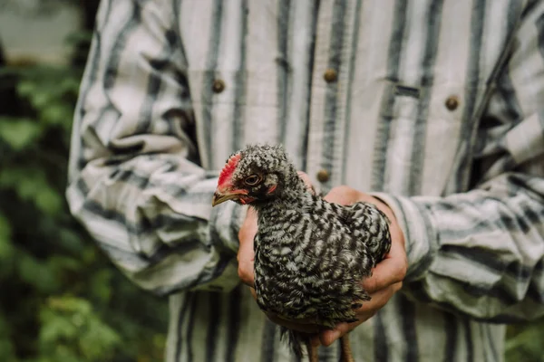 gray young chicken in the hands of a farmer 1
