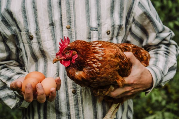 Красный Взрослый Несущий Курицу Свежие Яйца Фермера Руках Стоковая Картинка