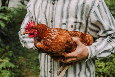 Kızıl yetişkin bir çiftçinin ellerinde tavuk yumurtluyor.