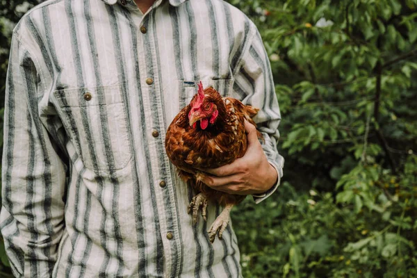 red adult laying hen in the hands of a farmer