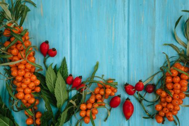sea buckthorn berries, rose hips and mint leaves on a bright blue wooden background, medicinal herbs