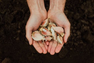 a handful of garlic for planting in the vegetable garden in the hands of a male farmer. Spring gardening.