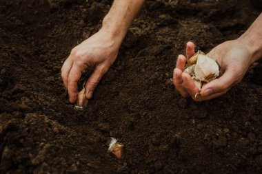 a male farmer plants garlic with his hands for planting in a vegetable garden. Spring gardening.