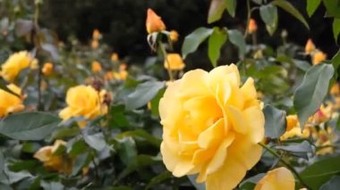 Sarı güller tomurcuklanıyor. Yakın plan, sarı gül yaprakları rüzgarda hareket ediyor.