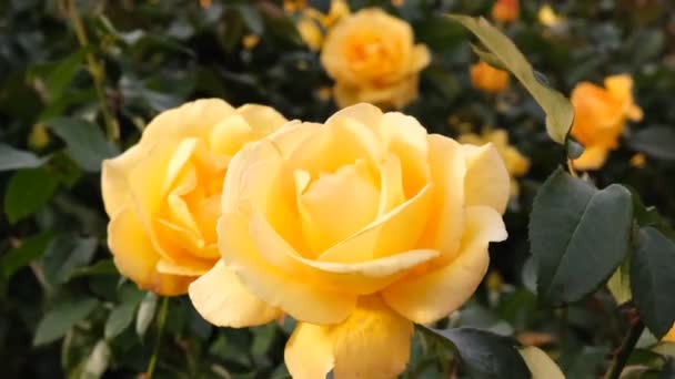 Rosas Amarillas Brotes Arbustos Primer Plano Pétalos Rosa Amarilla Moviéndose — Vídeos de Stock