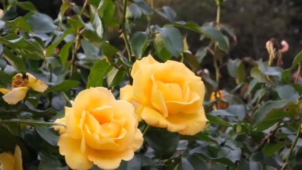 Rosas Amarillas Brotes Arbustos Primer Plano Pétalos Rosa Amarilla Moviéndose — Vídeo de stock