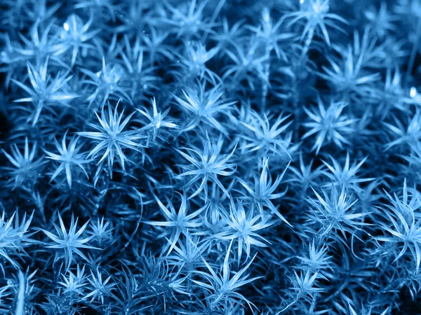 Moeras Haarkap Mos Een Groenblijvende Gras Blauwe Kleur Polytrichum Strictum — Stockfoto