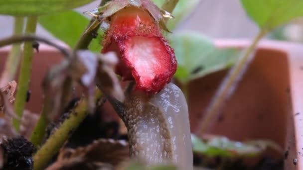 Macro Close Snail Eating Fresh Ripe Strawberries Garden — Stock Video