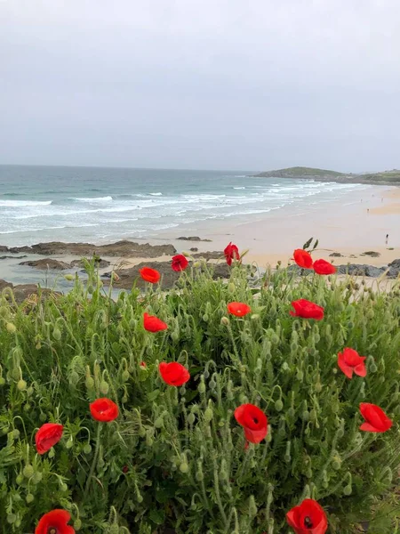 Вид Фабрегаса Красными Цветами Пляже Фитрал Корнуолле Англия Великобритания — стоковое фото