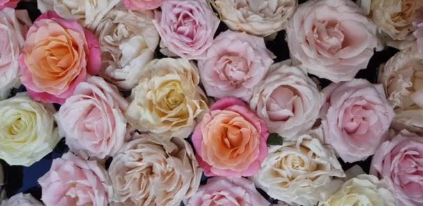 Piatto Lay Immagine Sfondo Rose Fresche Rose Rosa Pastello Fresco — Video Stock