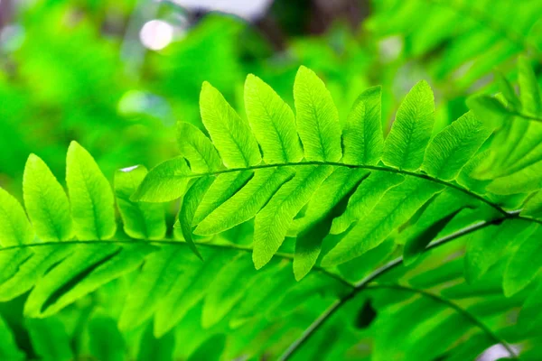 Bahçedeki Bulanık Yeşil Arkaplanda Yeşil Yaprakların Yakın Görüntüsü Doğal Yeşil — Stok fotoğraf