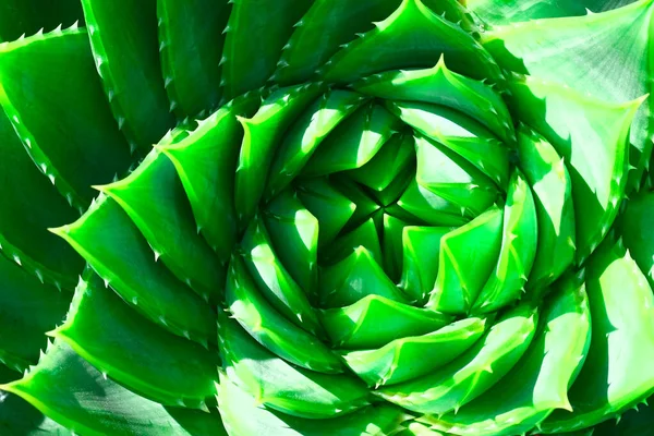 가시가 녹색의 선인장 알로에 식물의 — 스톡 사진