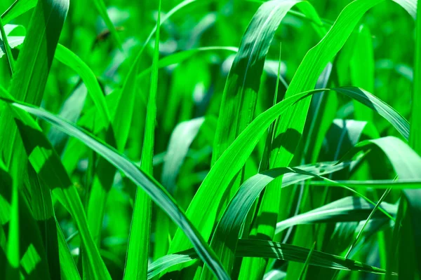Nahaufnahme Hellgrünes Gras Natürlicher Grüner Hintergrund Mit Unschärfe Grasfeld Makro — Stockfoto