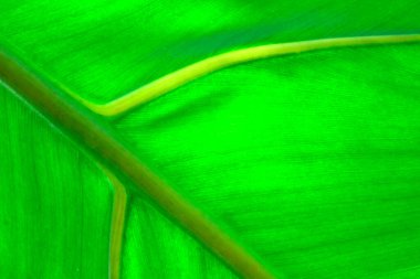 Makro yakın plan yeşil palmiye yaprağı dokusu. Yeşil muz yaprağının dokusu ve deseni