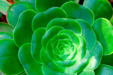 Succulent Geometric 'in Yeşil Rozetleri' ne yakın çekim. Pagoda şeklinde Corolla 'lı yeşil çay tabağı sulu bitki. Ev bitkisi Aeonium urbicum