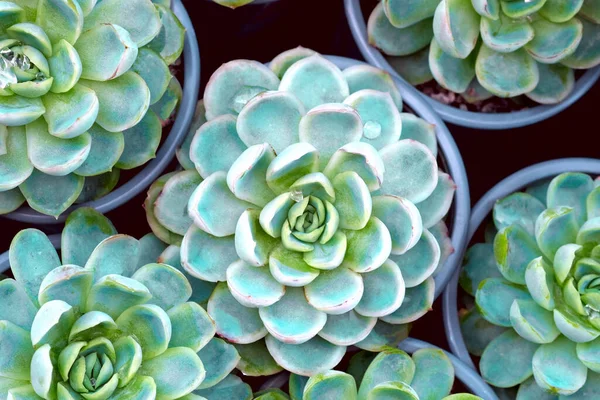 Närbild Mjuk Fokus Blue Echevaria Saftig Kaktus Pottet Växter Trädgård — Stockfoto