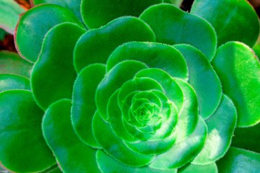 Succulent Geometric 'in Yeşil Rozetleri' ne yakın çekim. Pagoda şeklinde Corolla 'lı yeşil çay tabağı sulu bitki. Ev bitkisi Aeonium urbicum