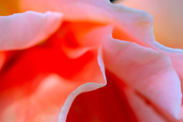 Τριαντάφυλλο Πέταλα Λουλούδι Αποσυμπιέστηκε Από Κοντά Μακροεντολή Μαλακό Φόντο Εστίαση — Φωτογραφία Αρχείου