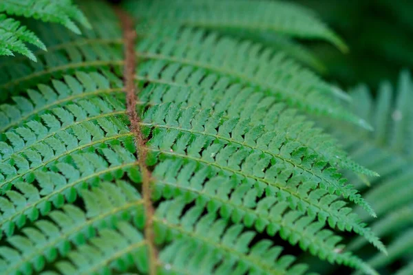 Yeşil Olgun Eğreltiotu Yaprağı Makrosu Seçici Odak — Stok fotoğraf