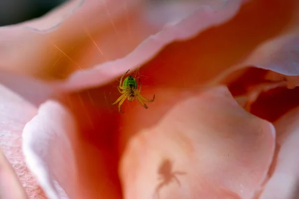 Araniella Zelený Pavouk Růžových Okvětních Lístcích Růží Pavučinou — Stock fotografie