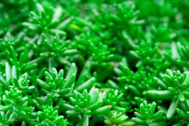 Yeşil doğal arka plan, bahçedeki sulu bitkiler, Sedum pachyphyllum. Yaz bahçesinde büyüyen İspanyol sedum, yakın plan, yan manzara