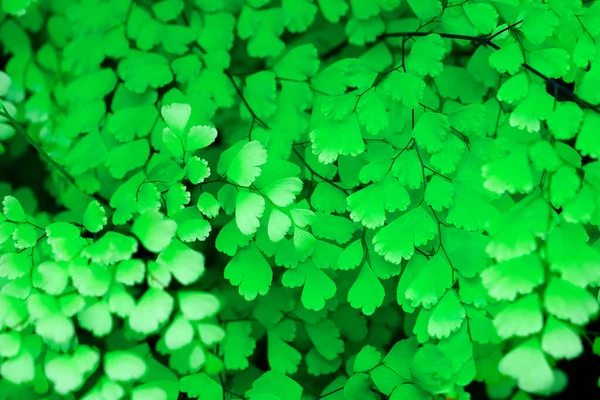 Luminoso Sfondo Verde Foglie Adiantum Thalictroides Merletto Argentino Fresco Verde — Foto Stock