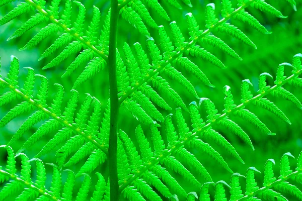 Verde Vívido Samambaia Folha Macro Foco Seletivo Cor Verde Brilhante — Fotografia de Stock