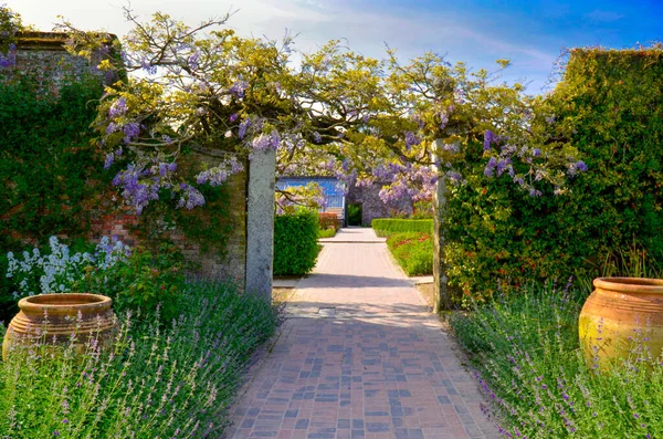 Британський Садовий Тунель Бузковою Квітковою Смугою Загублені Сади Гелігана Корнуоллі — стокове фото