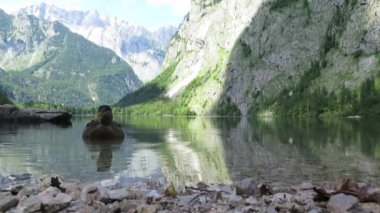 Obersee Gölü 'nde ördek, Berchtesgaden, Bavyera, Almanya. Doğa manzarası, ulusal park rezervi. Alps Dağı ve Obersee Gölü 'nün muhteşem manzarası. Konigsee Panoraması