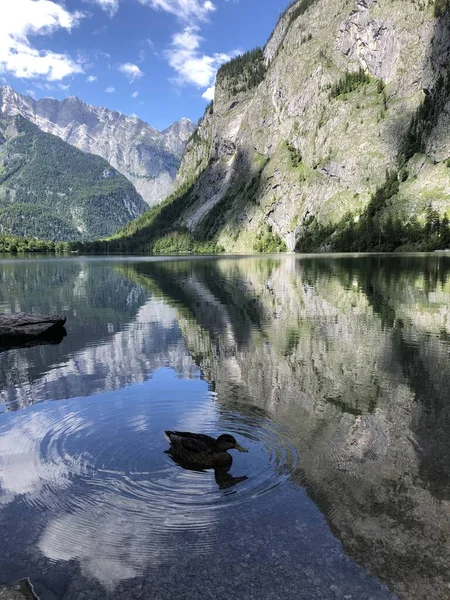 Pato Lago Obersee Berchtesgaden Baviera Alemanha Natureza Paisagem Reserva Parque — Fotografia de Stock