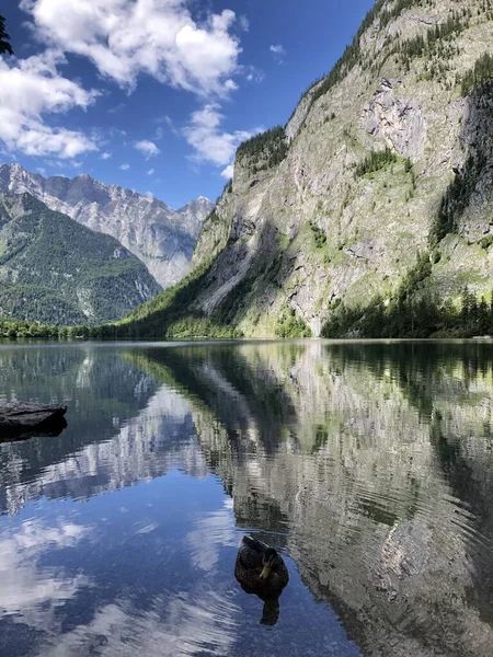 Pato Lago Obersee Berchtesgaden Baviera Alemanha Natureza Paisagem Reserva Parque — Fotografia de Stock