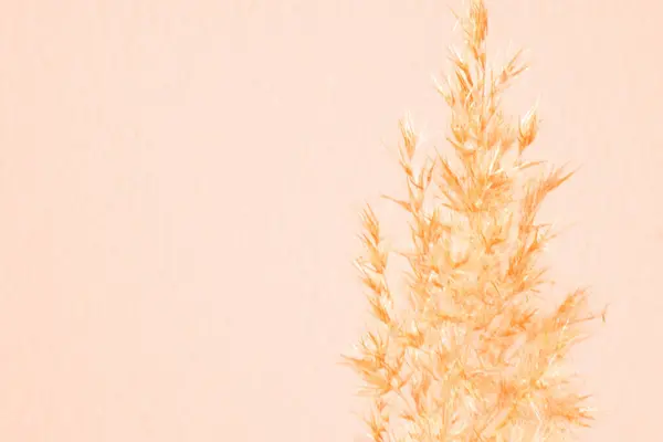 Pampas Grass Background Textured Wall Peach Fuzz Color Lifestyle Home — Stock Photo, Image