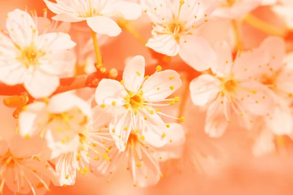 Nahaufnahme Sakura Oder Kirschblüte Getönt Pfirsich Fuzz Farbe Pfirsich Kirschblüte — Stockfoto