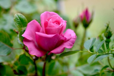 Makro çiçekli pembe gül yakın plan. Pembe gül kafası çiçek açıyor