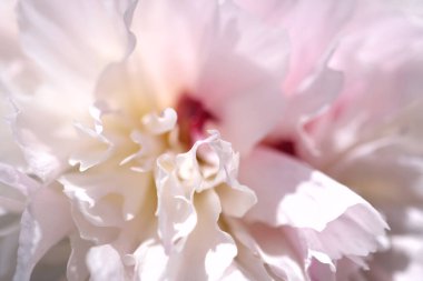 Makro ile soyut arkaplan şakayık çiçek yapraklarının seçici odak noktasını kapat