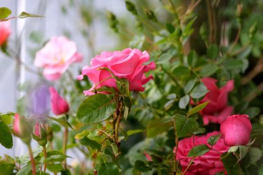 Balkon bahçesinde pembe güller açıyor. Gül çalılarının balkonunun manzarası.