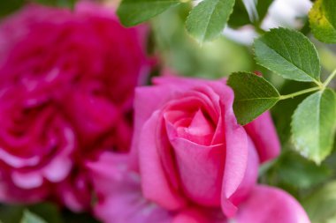 Makro çiçekli pembe gül yakın plan. Pembe gül kafası çiçek açıyor