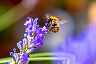 Makro, lavanta çiçeğinin üzerindeki arının fotokopi aletiyle yakınlaş. Bal arısı lavanta çiçeğinden nektar topluyor.