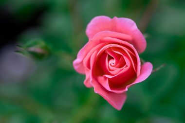 Makro çiçekli pembe gül yakın plan. Pembe gül kafası çiçek açıyor. Seçici odak, yumuşak bokeh, pastel renkler