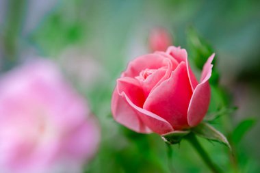 Makro çiçekli pembe gül yakın plan. Pembe gül kafası çiçek açıyor. Seçici odak, yumuşak bokeh, pastel renkler