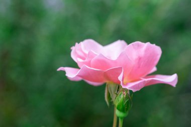 Makro çiçekli pembe gül yakın plan. Pembe gül kafası çiçek açıyor. Seçici odak, yumuşak bokeh, pastel renkler