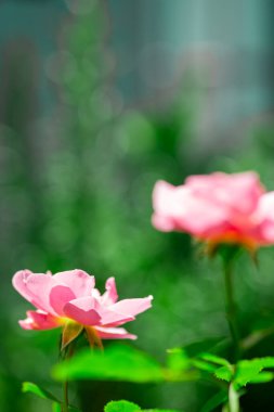 Balkon bahçesinde pembe güller açıyor. Gül çalılarının balkonundan manzaralı bir manzara. seçici odak