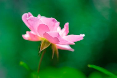 Makro çiçekli pembe gül yakın plan. Pembe gül kafası çiçek açıyor. Seçici odak, yumuşak bokeh, pastel renkler