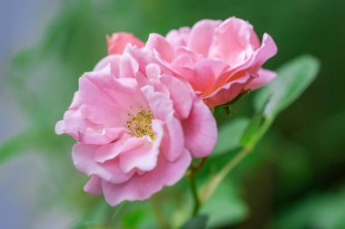 Makro çiçekli pembe gül çalısı yakın plan. Pembe gül kafası çiçek açıyor. Seçici odak, yumuşak bokeh, pastel renkler