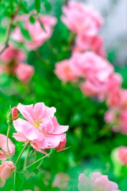 Pembe gül çalıları tamamen çiçek açmış. Pembe gül kafası çiçek açıyor. Seçici odak, yumuşak bokeh, pastel renkler