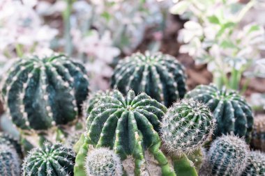 Echinopsis huascha dikenli kaktüs bitkisinin Macro 'su. Spike Ball kaktüsü bitkisi. yeşil ve krema küçük dikenli kaktüs bitkileri