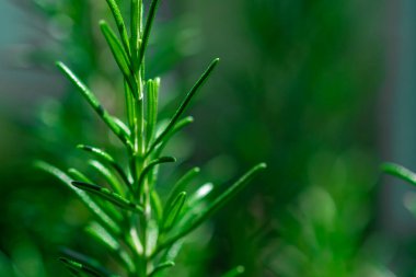 Yeşil biberiye bitkisinin arka planı bulanık olan dalını kapat. Seçici odaklı makro biberiye bitkisi