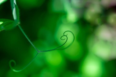 Yeşil bitki girdabını kapatın. Yeşil bitkinin makro kıvrımı. Soyut detay seçici odaklanma. Bezelye buklesi. Körili bezelye bitkisi