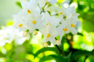 Japanese snowbell white close up flowers clipart